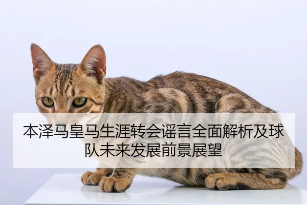 本泽马皇马生涯转会谣言全面解析及球队未来发展前景展望